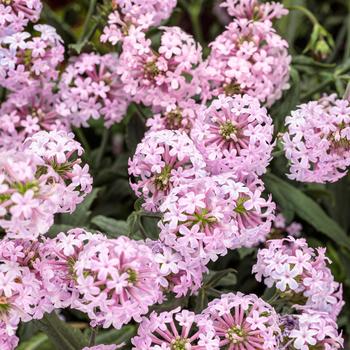 Verbena rigida 'Pink' PPAF, Can PBRAF