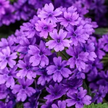 Verbena Superbena® 'Imperial Blue™'