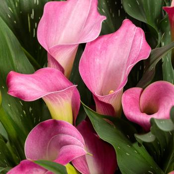 Zantedeschia Be My® 'First Love'