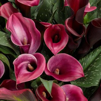 Zantedeschia Be My® 'Heart'