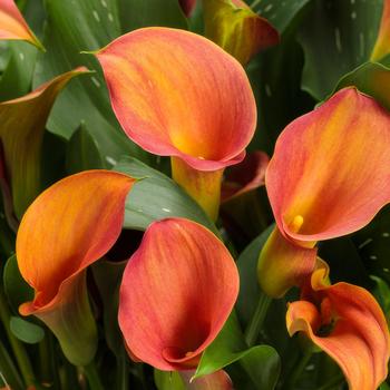 Zantedeschia Be My® 'Main Squeeze™'