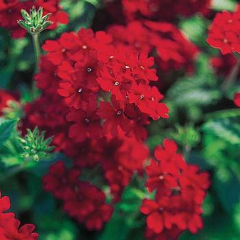 Verbena 'Trailing Red' 