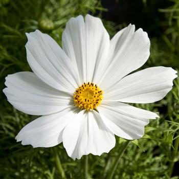 Cosmos bipinnatus 'White' 