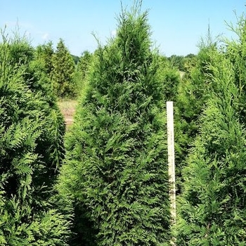Thuja occidentalis 'Fairview' 