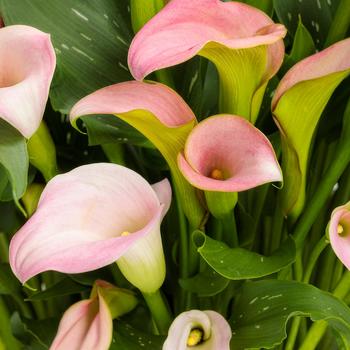 Zantedeschia 'Manilla' PPAF