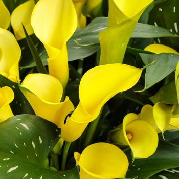 Zantedeschia Be My® 'Sunshine'