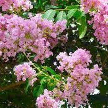 Lagerstroemia indica 'Basham's Party Pink' 