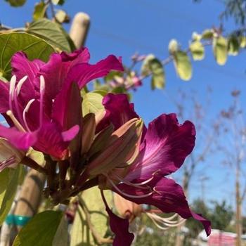 Bauhinia purpurea