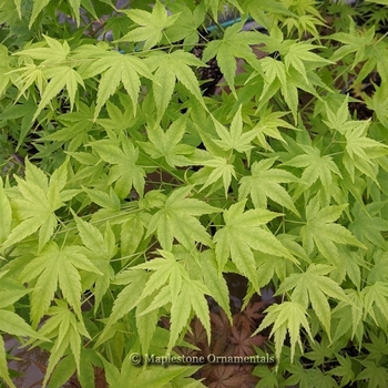 Acer palmatum 'Ukon' 