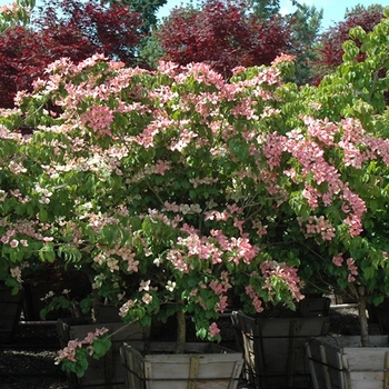 Cornus kousa 'Fireworks' 