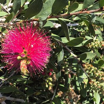 Callistemon viminalis 'Neon Pink' 