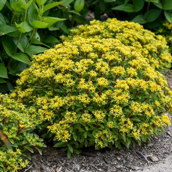 Sedum 'Bright Idea' 