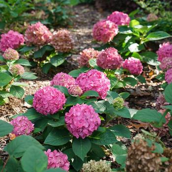 Hydrangea Let's Dance® '¡Arriba!®'