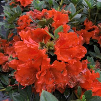 Rhododendron Perfecto Mundo® 'Double Orange' PPAF, Can PBRAF