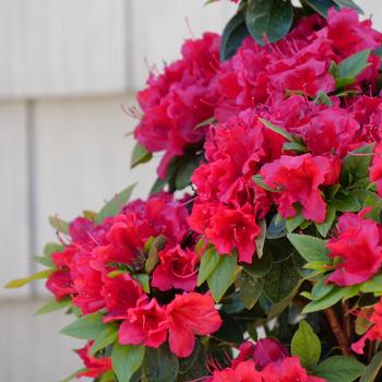 Rhododendron Perfecto Mundo® 'Double Red'