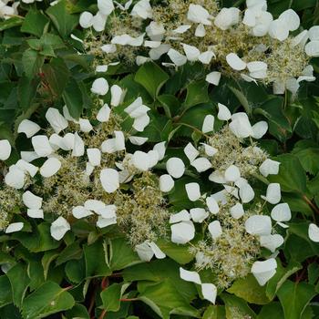 Schizophragma hydrangeoides 'Minsnow3' 