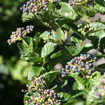 Viburnum dentatum var. deamii 'Glitters and Glows®'