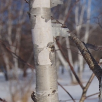 Betula tianshanica 'EmerDak' 