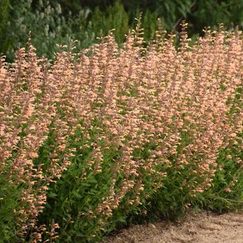 Agastache 'Queen Nectarine' 