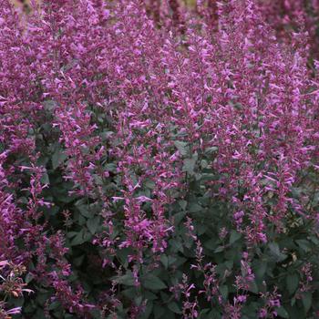 Agastache 'Royal Raspberry' 