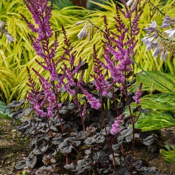 Astilbe 'Dark Side of the Moon' 