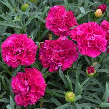 Dianthus Fruit Punch® Funky Fuchsia