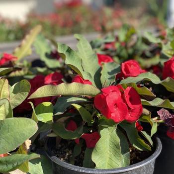 Euphorbia milii 'Red Beauty' 