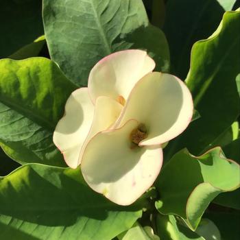 Euphorbia milii 'Super Thai White' 