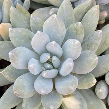 x Graptoveria 'Debbi' 