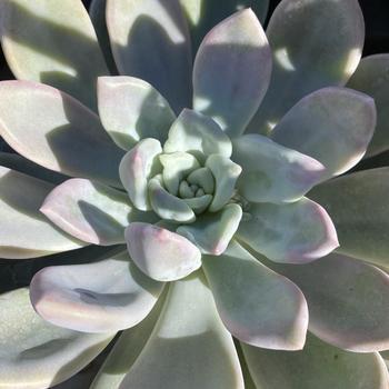 x Graptoveria 'Opalina' 