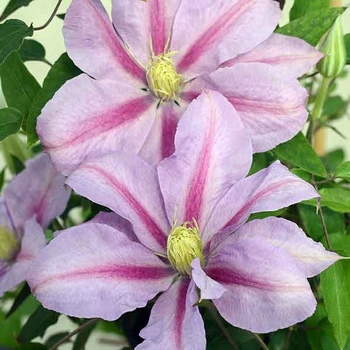 Clematis 'Evipo080' 