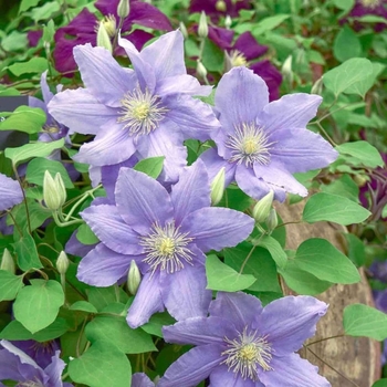 Clematis 'Evipo062' 