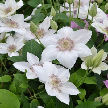 Clematis 'Evipo097' 