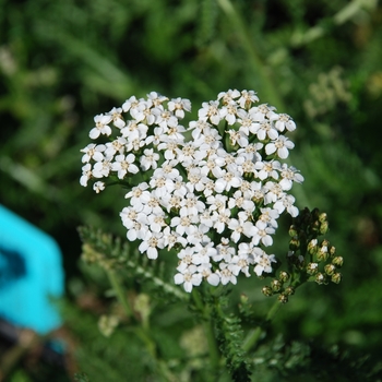 Achillea millefolium 'White Beauty' 