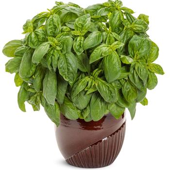 Ocimum 'Pesto Besto™' (195810)
