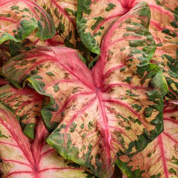 Caladium hortulanum Heart to Heart®: 'Clowning Around'