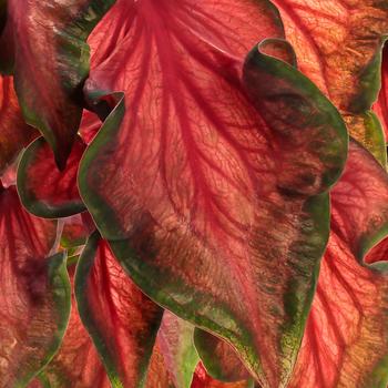 Caladium hortulanum Heart to Heart®: 'Hot 2 Trot'