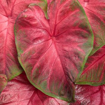 Caladium hortulanum Heart to Heart®: 'Hot Flash'