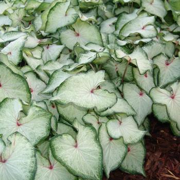 Caladium hortulanum 'White Star' PP21148