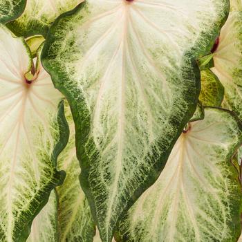 Caladium hortulanum Heart to Heart®: 'White Star'