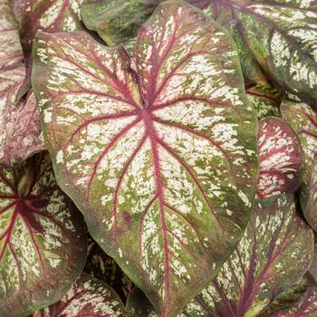 Caladium hortulanum Heart to Heart®: 'Xplosion'