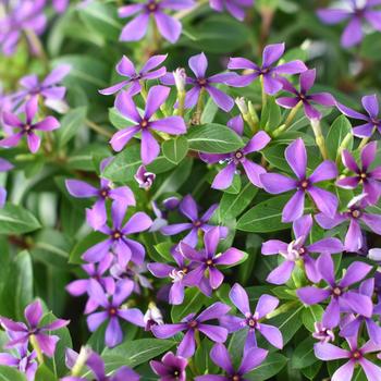 Catharanthus Soiree kawaii® Blueberry Kiss