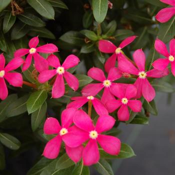 Catharanthus 'Coral Reef' 