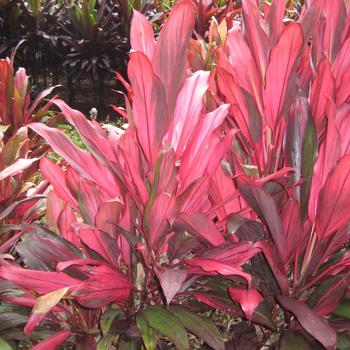 Cordyline fruticosa 'Prince Albert' 