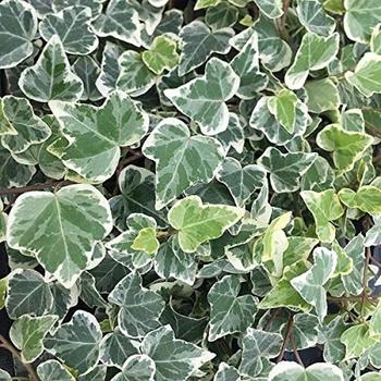 Hedera helix 'White Wonder'