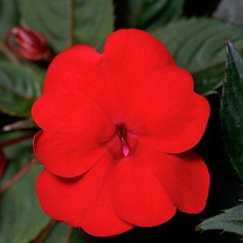 Impatiens 