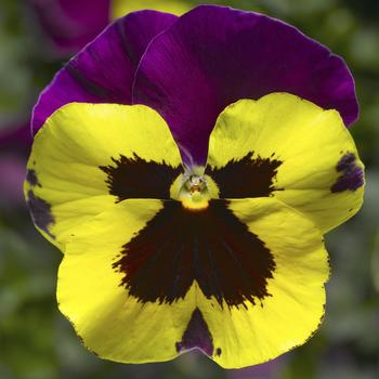 Viola x wittrockiana 'Yellow w/Purple Wing' 