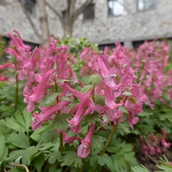 Corydalis solida 'Beth Evans' 