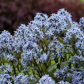 Amsonia tabernaemontana 'Storm Cloud'