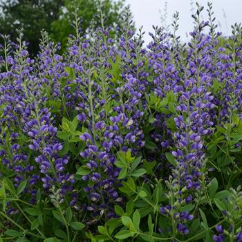 Baptisia Decadence® 'Blueberry Sundae'